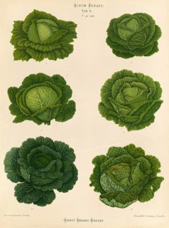 Vegetables, cabbage, savoy cabbage, after Ernst Samuel Benary (10 November 1819, 19 February 1893),