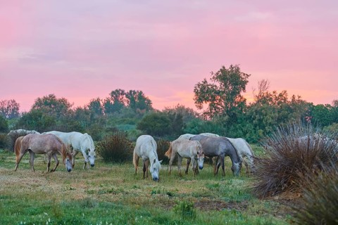 A herd of white Camargue horses grazing on a green meadow, the sky shows pink shades in the sunset,