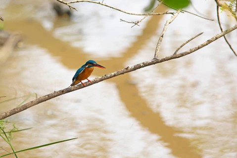 Kingfisher (Alcedo atthis) on a branch in Yala National Park, Southern Province, Sri Lanka, Asia