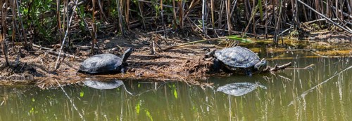 Two turtles resting on the shore of a body of water, turtles, left, European pond turtle (Emys
