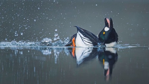 Common goldeneye (Bucephala clangula) male during courtship, mating ritual, migratory bird, Middle