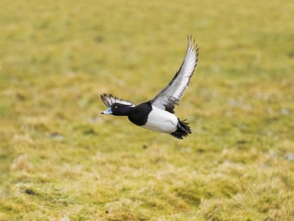 Reiherente (Aythya fuligula), Männchen im Flug, fliegt über ein Feld, auf der Insel Texel, Holland