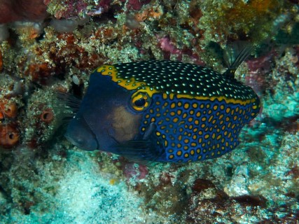 An exotic fish with a blue and yellow pattern, white trunkfish (Ostracion meleagris), swimming next