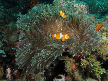Ocellaris Clownfish (Amphiprion ocellaris) in a sprawling Anthopleura xanthogrammica (Stichodactyla