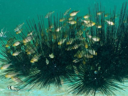 Flagfin cardinalfish (Ostorhinchus hoevenii) swimming between the long spines of diademed sea