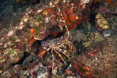 A colourful European spiny crayfish (Palinurus elephas) amidst algae and sea sponges hides between