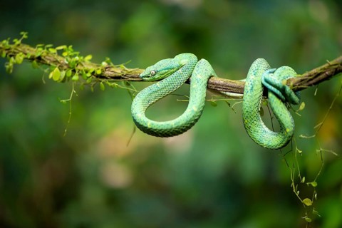 Bothriechis lateralis (Bothriechis lateralis), sitting on a branch, Heredia province, Costa Rica,