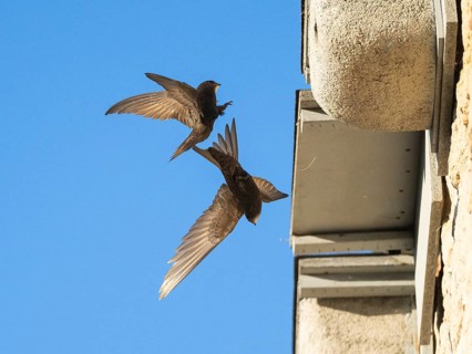 Common swift (Apus apus), adult pair in flight, one leaving its nest, the other landing at the nest
