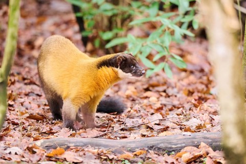 Yellow-throated marten (Martes flavigula) on the ground, Germany, Europe