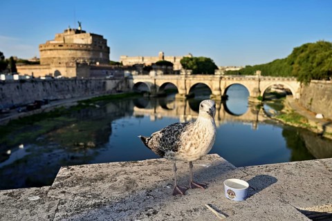 Young Mediterranean gull (Larus michahellis), sitting on a bridge while feeding, in the background