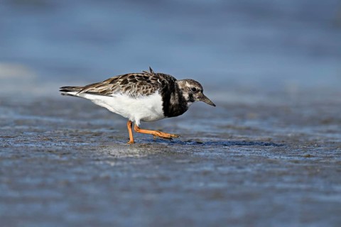 Turnstone (Arenaria interpres), foraging in the mudflats at low tide, Texel, North Holland,