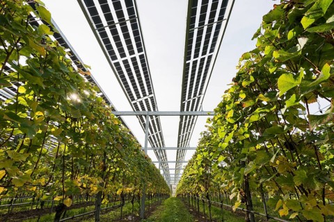 Solar plant in the vineyard, solar cells, solar modules, solar power plant, photovoltaic plant,