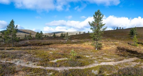 Autumn landscape, Pallas-Yllästunturi National Park, Lapland, Finland, Europe