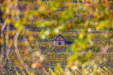 Steep vineyards with vineyard cottages in autumn, landscape on the banks of the Neckar between