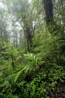 Dense vegetation in the rainforest, Monteverde cloud forest, Monte Verde, Puntarenas province,