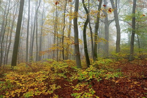 Near-natural deciduous forest in autumn with colourful leaves, copper beech (Fagus sylvatica), fog