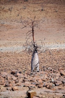 Bottle tree (Pachypodium lealii), in dry stony landscape, Damaraland, Kunene, Namibia, Africa