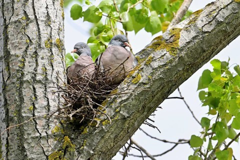 Wood pigeon (Columba palumbus), pair sitting on nest, Lake Neusiedl, Seewinkel, Austria, Europe
