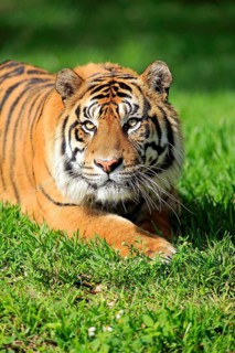 Sumatran tiger (Panthera tigris sumatrae), adult male portrait alert, Sumatra