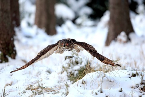 Eurasian Eagle-owl (Bubo bubo), adult flying in winter, in the snow, Zdarske Vrchy,