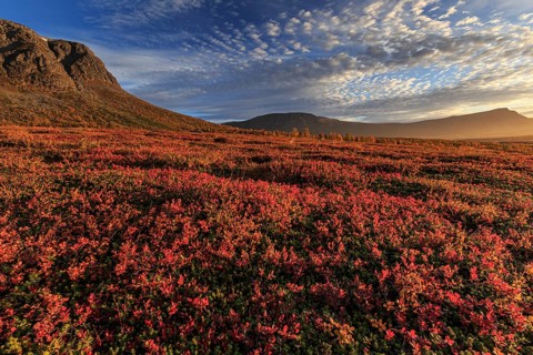 Autumn coloured blueberry bushes, red, morning light, cloudy mood, autumn, mountains, Stora