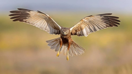 Marsh harrier (Circus aeruginosus) medium-sized bird of prey, male, hunting in reeds, on the hunt,