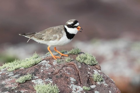 Ringed Plover, Charadrius hiaticula