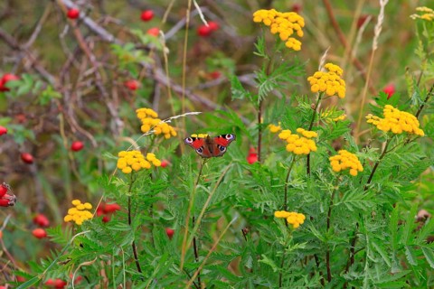 Peacock butterfly, September, Germany, Europe