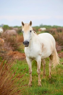 A white Camargue horse stands in a green meadow, surrounded by natural landscape and radiates