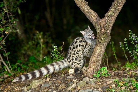 Common genet (Genetta genetta), wildlife in a forest, Montseny National Park, Catalonia, Spain,