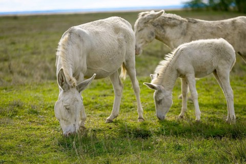 A group of white donkeys, baroque donkeys, grazing quietly together in a meadow, Lake Neusiedl