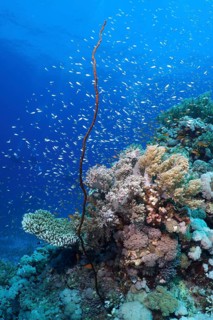 Colourful corals, including Wire Coral (Cirrhipathes anguina), and small fish in a tropical
