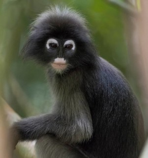 Dusky leaf monkey (Trachypithecus obscurus), Kaeng Krachan National Park, Phetchaburi Province,