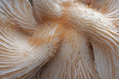 Branched oyster fungus (Pleurotus cornucopiae), Emsland, Lower Saxony, Germany, Europe