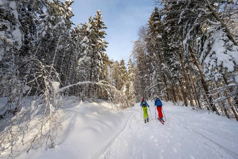Two ski tourers in a snowy forest, ascent to Simetsberg, Estergebirge, Bavarian Prealps, Bavaria