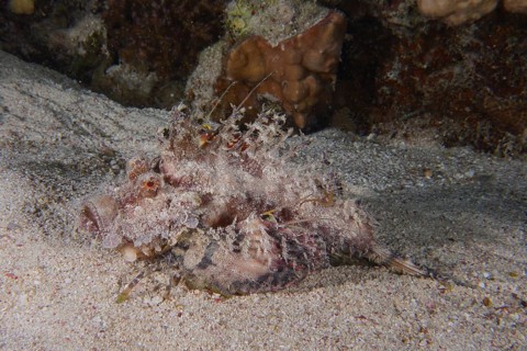 Camouflaged marine animal, Red Sea Walkman Filament Devilfish (Inimicus filamentosus), Devilfish,