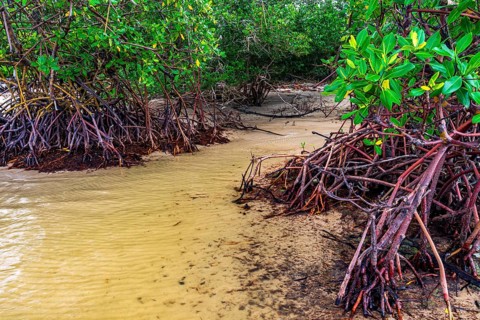Mangrove trees and roots on the beach sands on the southern coast of Bahia, Sargi beach, Serra