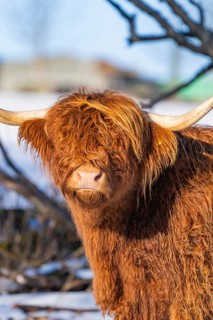 A Highland cow with a wild reddish-brown coat and long horns in snowy terrain, Seewald, Black
