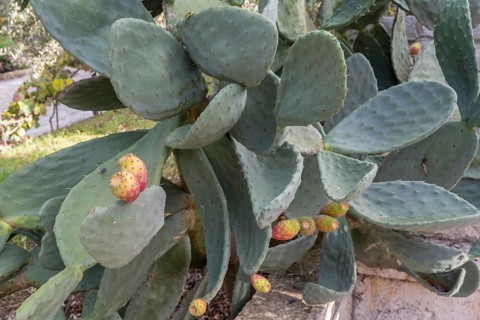 Prickly pear, Apulia, Italy, Europe