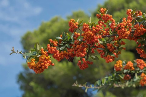 Fruits of the Mediterranean firethorn (Pyracantha coccinea), Apulia, southern Italy, Italy, Europe