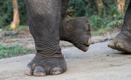 Closeup of captive asian elephant feet while walking on a street