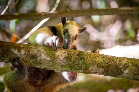 Northern tamandua (Tamandua mexicana), anteater foraging on a branch, in the rainforest, Corcovado