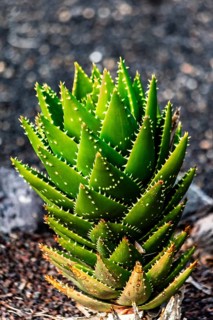 2016, Guatiza, Lanzarote, Jardin de Cactus by Cesar Manrique, ESP, Spain, Canary Islands, Canary