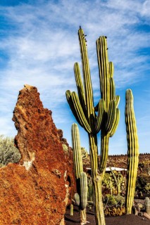 2016, Guatiza, Lanzarote, Jardin de Cactus by Cesar Manrique, ESP, Spain, Canary Islands, Canary
