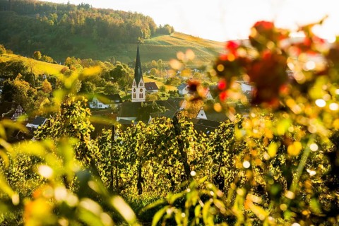 Hilly landscape and village with vineyards in autumn, sunset, Ebringen, near Freiburg im Breisgau,