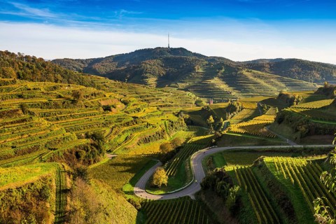 Hilly landscape and vineyards in autumn, near Oberbergen, Kaiserstuhl, Baden-Württemberg, Germany,