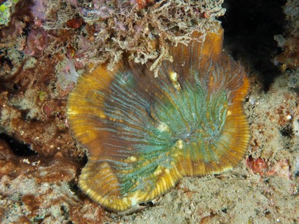 Coloured bead coral (Open brain coral) on a sandy seabed, dive site Prapat, Penyapangan, Bali,