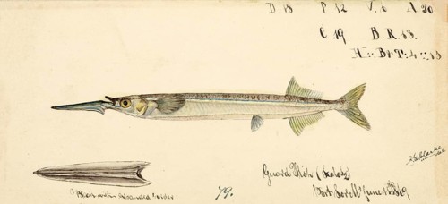 Southern garfish, Hyporhamphus melanochir, Southern garfish, fish, reproduction of an original, by