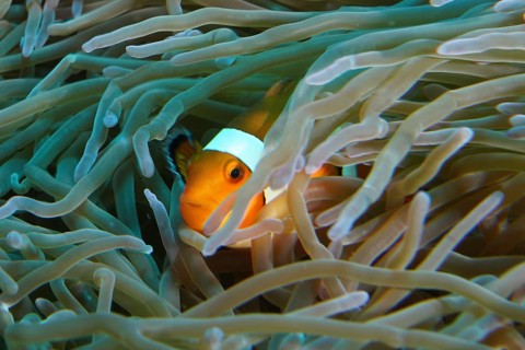 An Ocellaris Clownfish (Amphiprion ocellaris), Nemo, hiding between the tentacles of a sea anemone,