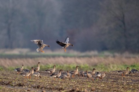 Bean geese (Anser fabalis), flying, Emsland, Lower Saxony, Germany, Europe